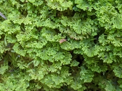 Trichocolea tomentella