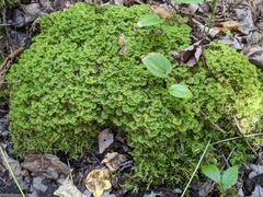 Trichocolea tomentella