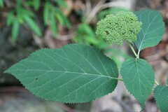 Hydrangea arborescens