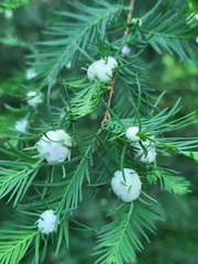 Taxodiomyia cupressiananassa