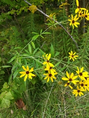 Coreopsis tripteris