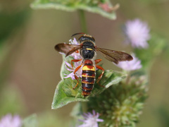 Cerceris bicornuta