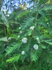 Taxodiomyia cupressiananassa