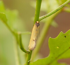 Microbela epicona