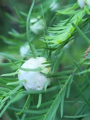 Taxodiomyia cupressiananassa
