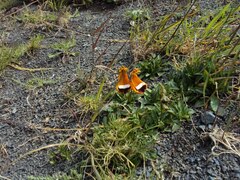 Calceolaria uniflora