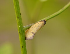 Microbela epicona