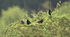 Molothrus bonariensis