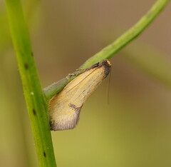 Microbela epicona
