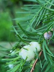 Taxodiomyia cupressiananassa