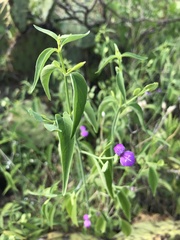 Dicliptera resupinata