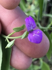 Dicliptera resupinata