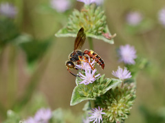 Cerceris bicornuta