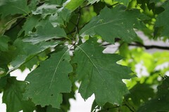 Quercus velutina