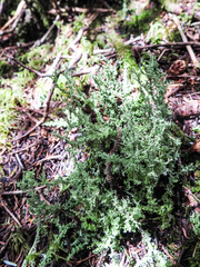 Cladonia furcata