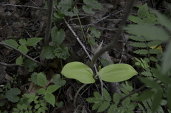 Neottia ovata