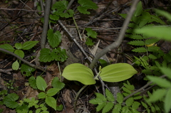 Neottia ovata