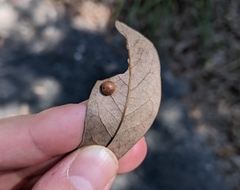 Belonocnema treatae