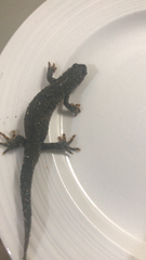 Triturus cristatus