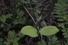 Neottia ovata