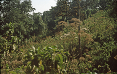 Apiales