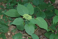 Hydrangea arborescens