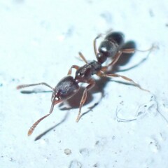 Hypoponera opaciceps