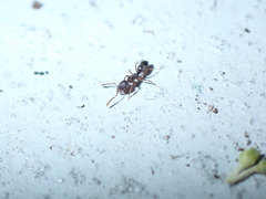 Hypoponera opaciceps