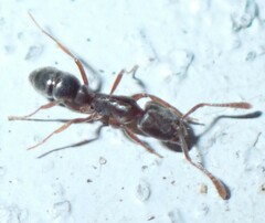 Hypoponera opaciceps