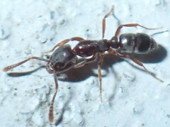 Hypoponera opaciceps