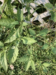 Solanum emulans