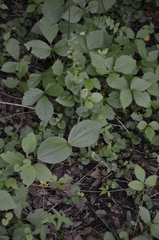 Neottia ovata
