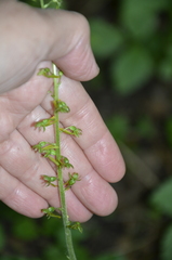 Neottia ovata
