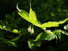 Prosartes hookeri