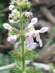 Stachys hispida
