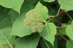 Hydrangea arborescens