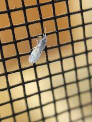 Coniopterygidae
