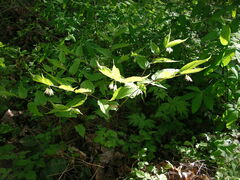 Prosartes hookeri