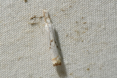 Crambus albellus