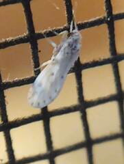 Coniopterygidae