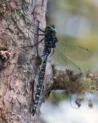 Aeshna canadensis