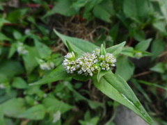 Persicaria nepalensis