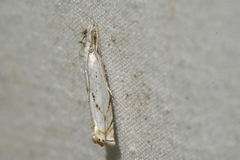 Crambus albellus