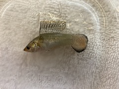 Poecilia latipinna