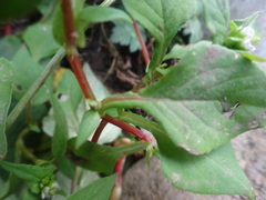 Persicaria nepalensis