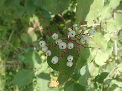 Cornales