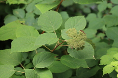 Hydrangea arborescens