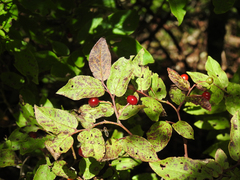 Vaccinium erythrocarpum