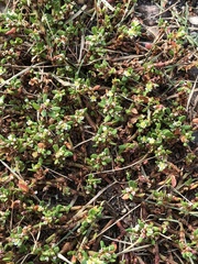 Polygonum aviculare