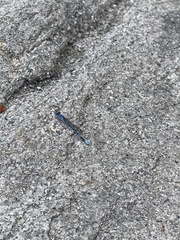 Argia agrioides